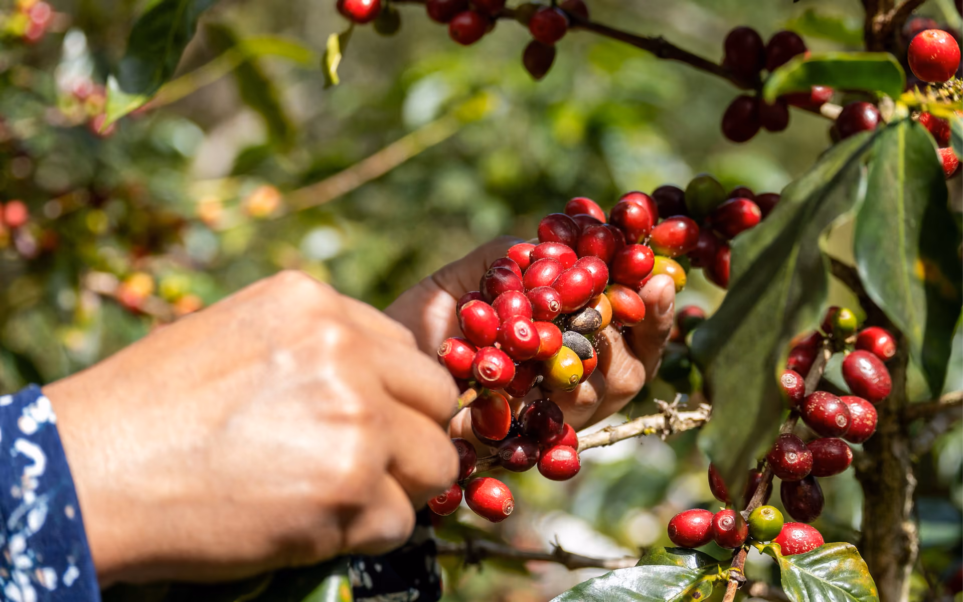 Coffee cherries being washed and sorted in water