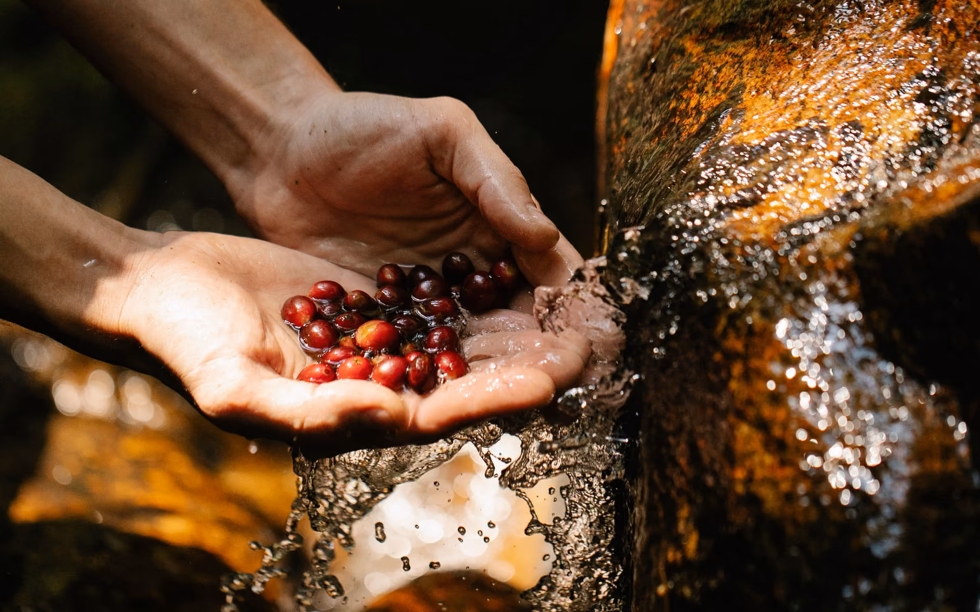 Drying step of the coffee process