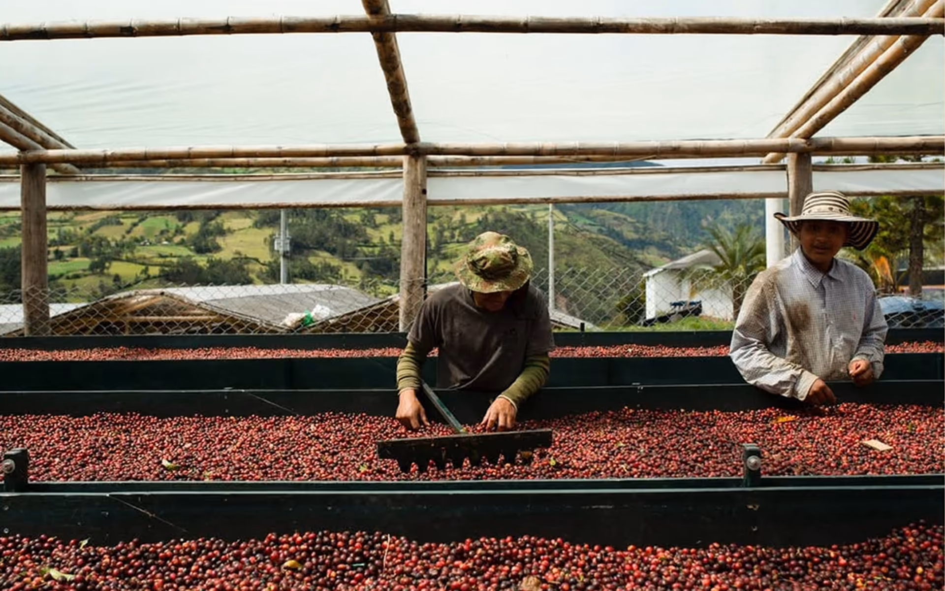 Roasting step of the coffee process